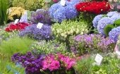 Drijvende bloemenmarkt